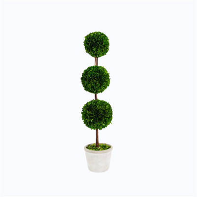 Preserved Boxwood Triple Ball Topiary 