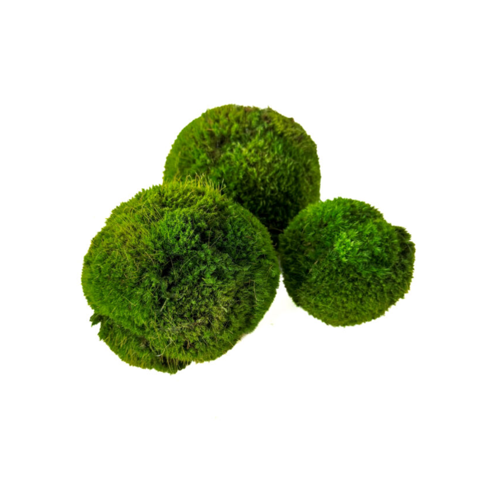 Moss Ball- Medium
