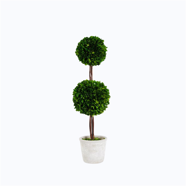 Preserved Boxwood Double Ball Topiary